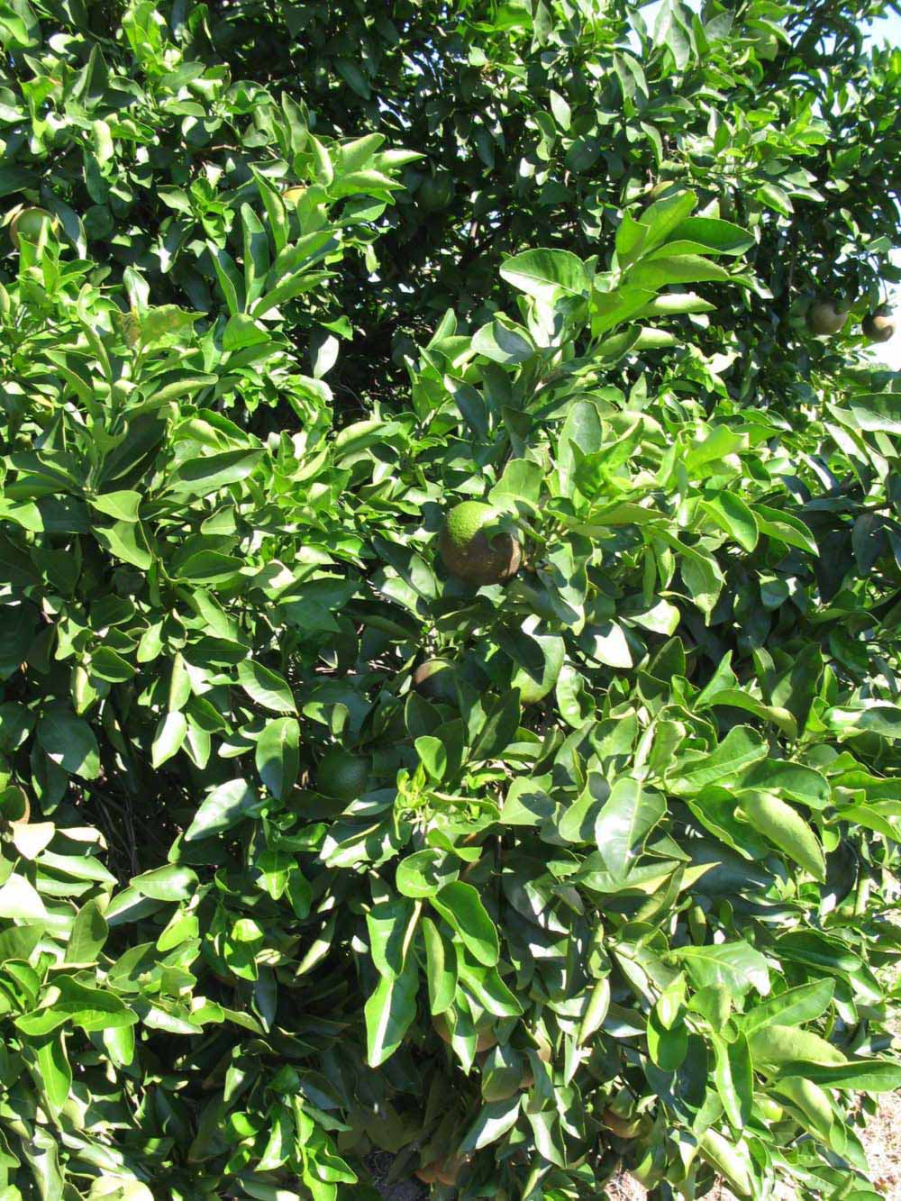              Sun leaves (Winter Haven, FL)       